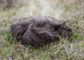 A close up shot of fresh cow manure Royalty Free Stock Photo