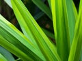 close up shot of fresh green pandan leaves