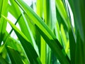 close up shot of fresh green pandan leaves