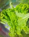 Fresh clean lettuce in the rinser Royalty Free Stock Photo