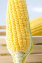 Close up shot fresh nature corn