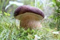 Pine bolete mushroom close-up