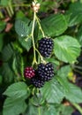 Close-up shot of fresh ripe blackberries from a bush in a garden Royalty Free Stock Photo