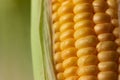 Close up shot Fresh ripe and peeled sweet corn with water drop high vitamin nature food select focus shallow depth of field