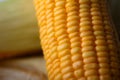 Close up shot Fresh ripe and peeled sweet corn with water drop high vitamin nature food select focus shallow depth of field Royalty Free Stock Photo