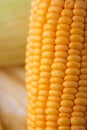 Close up shot Fresh ripe and peeled sweet corn with water drop high vitamin nature food select focus shallow depth of field Royalty Free Stock Photo