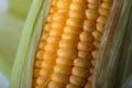 Close up shot Fresh ripe and peeled sweet corn with water drop high vitamin nature food select focus shallow depth of field Royalty Free Stock Photo