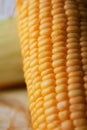 Close up shot Fresh ripe and peeled sweet corn with water drop high vitamin nature food select focus shallow depth of field Royalty Free Stock Photo