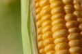 Close up shot Fresh ripe and peeled sweet corn with water drop high vitamin nature food select focus shallow depth of field