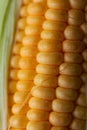 Close up shot Fresh ripe and peeled sweet corn with water drop high vitamin nature food select focus shallow depth of field