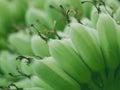 Close up shot of fresh unripe banana fruit