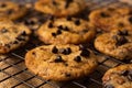 Close up shot of freshly baked chocolate chip cookies Royalty Free Stock Photo