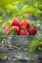 Close up shot of freshly picked ripe red strawberries in the metal bowl among the green leaves of strawberry bushes in the garden Royalty Free Stock Photo