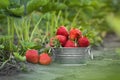 Close up shot of freshly picked ripe red strawberries in the metal bowl among the green leaves of strawberry bushes in the garden Royalty Free Stock Photo