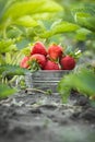 Close up shot of freshly picked ripe red strawberries in the metal bowl among the green leaves of strawberry bushes in the garden Royalty Free Stock Photo