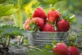 Close up shot of freshly picked ripe red strawberries in the metal bowl among the green leaves of strawberry bushes in the garden Royalty Free Stock Photo