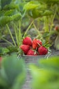 Close up shot of freshly picked ripe red strawberries in the metal bowl among the green leaves of strawberry bushes in the garden Royalty Free Stock Photo