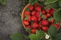 Close up shot of freshly picked ripe red strawberries in the wooden bowl among the green leaves of strawberry bushes in the garden Royalty Free Stock Photo