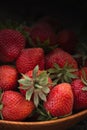 Close up shot of freshly picked ripe red strawberries in the wooden bowl among the green leaves of strawberry bushes in the garden Royalty Free Stock Photo