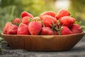 Close up shot of freshly picked ripe red strawberries in the wooden bowl among the green leaves of strawberry bushes in the garden Royalty Free Stock Photo