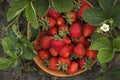 Close up shot of freshly picked ripe red strawberries in the wooden bowl among the green leaves of strawberry bushes in the garden Royalty Free Stock Photo
