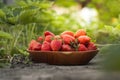 Close up shot of freshly picked ripe red strawberries in the wooden bowl among the green leaves of strawberry bushes in the garden Royalty Free Stock Photo