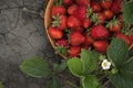 Close up shot of freshly picked ripe red strawberries in the wooden bowl among the green leaves of strawberry bushes in the garden Royalty Free Stock Photo