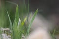 Close up shot of freshly grown tulip plants