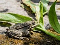 Close-up shot of frog Royalty Free Stock Photo