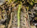 Close-up shot of frog Royalty Free Stock Photo