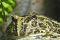 Close-up shot of a frog Royalty Free Stock Photo