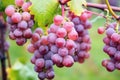 close-up shot of frozen grapes ready for harvest