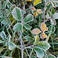 Close-up shot of frozen leaves during winter