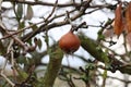 Close up shot of a fruit of Mespilus germanica, also named common medlar ripening on the tree Royalty Free Stock Photo