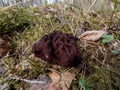 The fruiting body or mushroom of the False Morel or Turban Fungus (gyromitra esculenta) Royalty Free Stock Photo