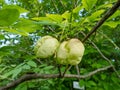 Close up shot of the fruits of the European bladdernutStaphylea pinnata, that are inflated papery capsules, ripening in autumn,