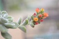 Close-up shot of full-color flowers, used for advertising, printing, travel, flower product introduction,