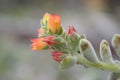 Close-up shot of full-color flowers, used for advertising, printing, travel, flower product introduction,