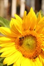 Bright yellow Sunflower flower in a garden with bees