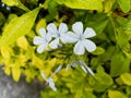 A close up shot of fully bloomed Plumbago White flowers in the premises of an apartment in Bangalore