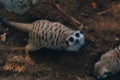 Close up shot of funny lying suricate on sand Royalty Free Stock Photo