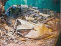 Close up shot of a Gaboon viper snake Royalty Free Stock Photo