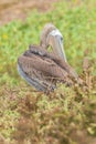 Close-up shot of a Galapagos Brown Pelican perched on a branch Royalty Free Stock Photo