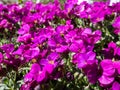 Close-up shot of the garden arabis, mountain rock cress or caucasian rockcress Arabis caucasica wild `Heidi` flowering in spri