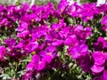 Close-up shot of the garden arabis, mountain rock cress or caucasian rockcress (Arabis caucasica wild) \'Heidi Royalty Free Stock Photo