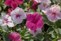 Close-up shot of garden balsam plant. Flowers in pink and white colors. Nearby withdrew the plan