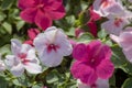 Close-up shot of garden balsam plant. Flowers in pink and white colors. Nearby withdrew the plan