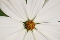 Close-up shot of garden flowers cosmea doubly pinnate