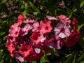 Garden Phlox (Phlox paniculata) \'Scarlet Gem\' flowering with pink flowers in the garden in summer Royalty Free Stock Photo