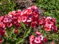 Garden Phlox (Phlox paniculata) \'Scarlet Gem\' flowering with bright pink flowers in the garden in summer Royalty Free Stock Photo